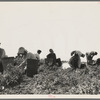 Harvesting peas requires large crews of migratory labor. Nipomo, California