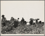 Harvesting peas requires large crews of migratory labor. Nipomo, California