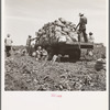 Truck being loaded as it goes down the rows. The pickers pick the potatoes from the ground and put them in sack which is suspended from their waist between their knees after the machine has dug them from the ground