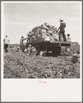 Truck being loaded as it goes down the rows. The pickers pick the potatoes from the ground and put them in sack which is suspended from their waist between their knees after the machine has dug them from the ground