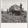 Truck being loaded as it goes down the rows. The pickers pick the potatoes from the ground and put them in sack which is suspended from their waist between their knees after the machine has dug them from the ground