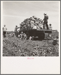 Truck being loaded as it goes down the rows. The pickers pick the potatoes from the ground and put them in sack which is suspended from their waist between their knees after the machine has dug them from the ground