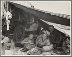 Oklahomans in potato pickers' camp near Shafter, California