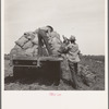 Loading a potato truck as it goes down the rows, Near Shafter, California