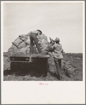Loading a potato truck as it goes down the rows, Near Shafter, California
