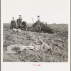 Mechanical potato digger near Shafter, California