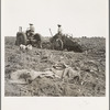 Mechanical potato digger near Shafter, California