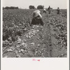 Near Shafter, California. Potatoes are dug by machines and strewn on the ground as the digger goes down the rows. The picker puts the potatoes into sacks suspended from their waist between their knees