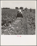 Near Shafter, California. Potatoes are dug by machines and strewn on the ground as the digger goes down the rows. The picker puts the potatoes into sacks suspended from their waist between their knees