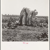 Migrant agricultural worker picking potatoes near Shafter, California