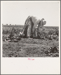 Migrant agricultural worker picking potatoes near Shafter, California