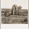 Migrant agricultural worker picking potatoes near Shafter, California