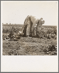 Migrant agricultural worker picking potatoes near Shafter, California