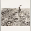 Potato field and pickers near Shafter, California