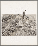 Potato field and pickers near Shafter, California