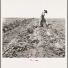 Potato field and pickers near Shafter, California