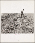 Potato field and pickers near Shafter, California