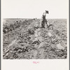 Potato field and pickers near Shafter, California