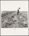 Potato field and pickers near Shafter, California