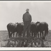 Disc used in corn fields in California. It is drawn by seven horses. Tulare County, California