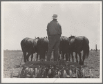 Disc used in corn fields in California. It is drawn by seven horses. Tulare County, California