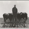 Disc used in corn fields in California. It is drawn by seven horses. Tulare County, California