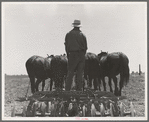 Disc used in corn fields in California. It is drawn by seven horses. Tulare County, California