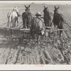 Cultivating beans with a four-row cultivator. Near Santa Ana, California