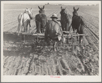 Cultivating beans with a four-row cultivator. Near Santa Ana, California