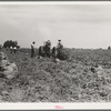 Mechanical potato digger in the field. Shafter, California