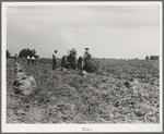 Mechanical potato digger in the field. Shafter, California