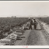 Mexicans picking cantaloupes one mile north of the Mexican border. Imperial Valley, California. 6:00 a.m. This is highly skilled labor