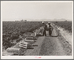 Mexicans picking cantaloupes one mile north of the Mexican border. Imperial Valley, California. 6:00 a.m. This is highly skilled labor