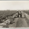 Mexicans picking cantaloupes one mile north of the Mexican border. Imperial Valley, California. 6:00 a.m. This is highly skilled labor