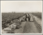 Mexicans picking cantaloupes one mile north of the Mexican border. Imperial Valley, California. 6:00 a.m. This is highly skilled labor