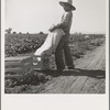 Mexican melon picker of the Imperial Valley, unloading his bag. California