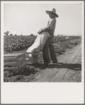 Mexican melon picker of the Imperial Valley, unloading his bag. California