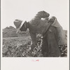 Mexican picking melons in the Imperial Valley, California