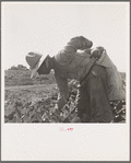 Mexican picking melons in the Imperial Valley, California