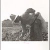 Mexican picking melons in the Imperial Valley, California