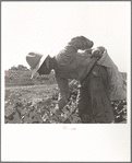 Mexican picking melons in the Imperial Valley, California