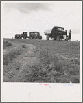 Drought refugee families from Oklahoma on road to Rosewell, New Mexico to chop cotton. Near Lordsburg, New Mexico
