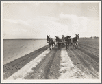 West Texas farmer replanting cotton. Had three inches of rain which washed out the first crop. Near Stanton, Texas