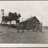 Texas tenant farmer's house. He operated this farm on thirds and fourths; that is, he supplies teams and tools, feed and seed to the owner's land. He has made no crop for four years but survives because of government checks for participation in crop reduction program. He has farmed for twenty years but plans to abandon farm in fall of 1937