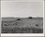 Abandoned tenant house and large-scale wheat field near Kincaid, Texas