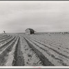 Abandoned tenant house. Hall County, Texas