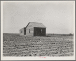 Cultivated fields and abandoned tenant house. Hall County, Texas