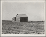 Cultivated fields and abandoned tenant house. Hall County, Texas