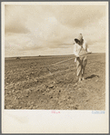 Wife of Texas tenant farmer. The wide lands of the Texas Panhandle are typically operated by white tenant farmers, i.e., those who possess teams and tools and some managerial capacity