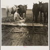 West Texas tenant farmer's wife. She has worked on this land with him for twenty years